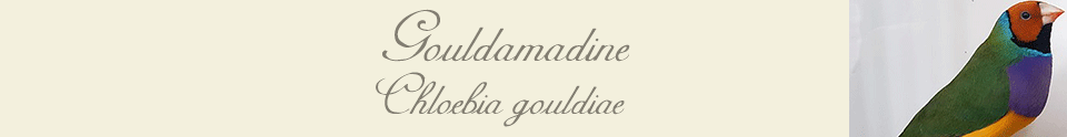 Gouldamadinen