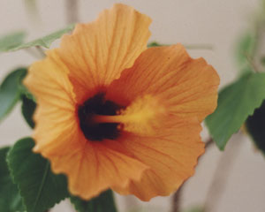 Hibiskus Hibiskus