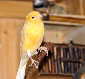 Kanarienvogel Kanarienvogel
