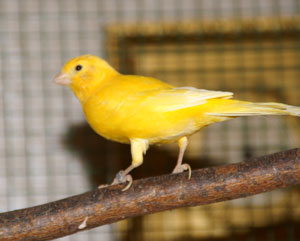 Kanarienvogel Kanarienvogel